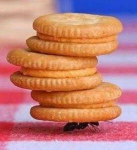 aparecida-formiga-carregando-3-biscoitos