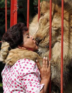 kissing-with-a-lion